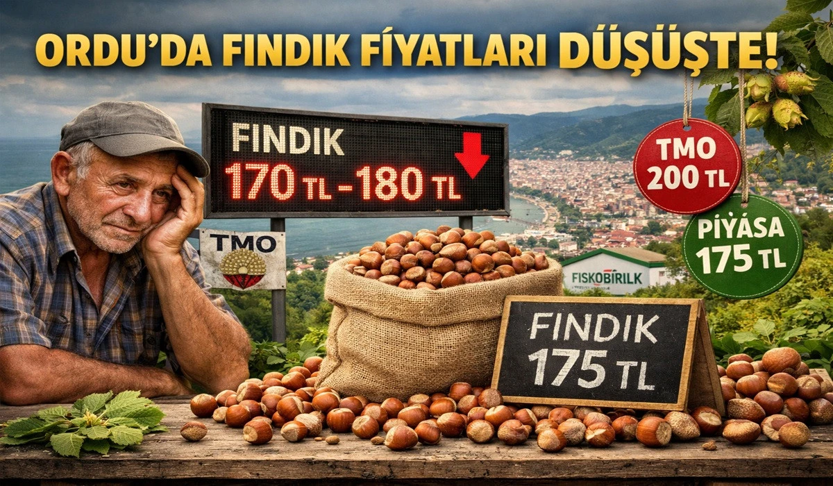İşte Ordu'da 13 Haziran Cumartesi Fındık Fiyatı!