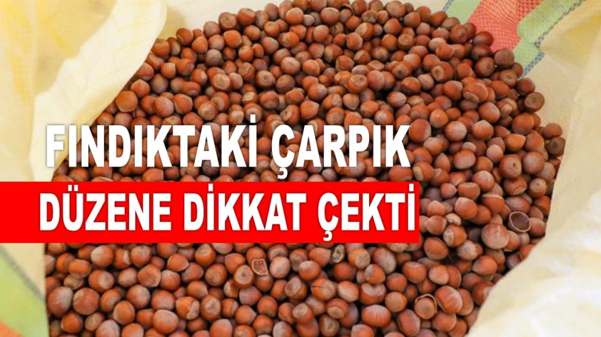 '10 LİRAYA SATTIĞIMIZ FINDIĞI 100 LİRAYA GERİ ALIYORUZ'