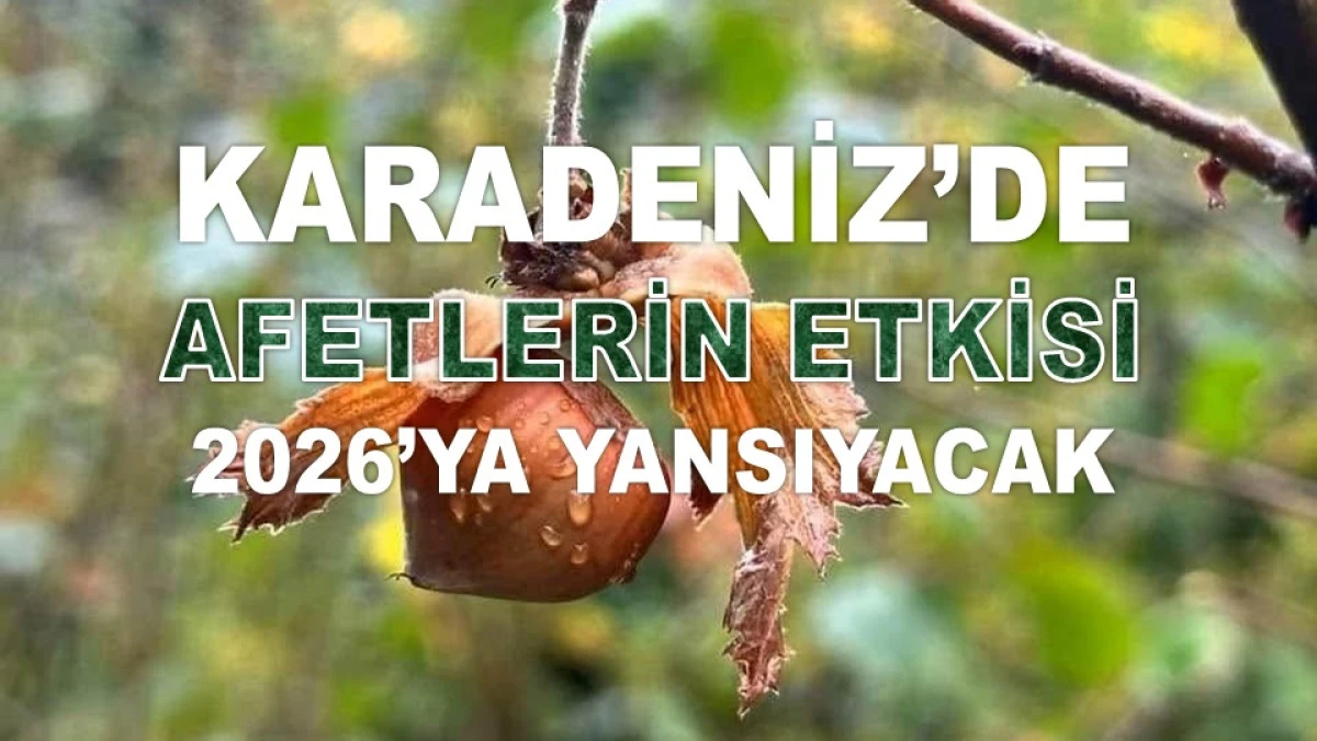 '2026 Yılında Fındıkta Y&uuml;ksek Rekolte Beklemeyin!'