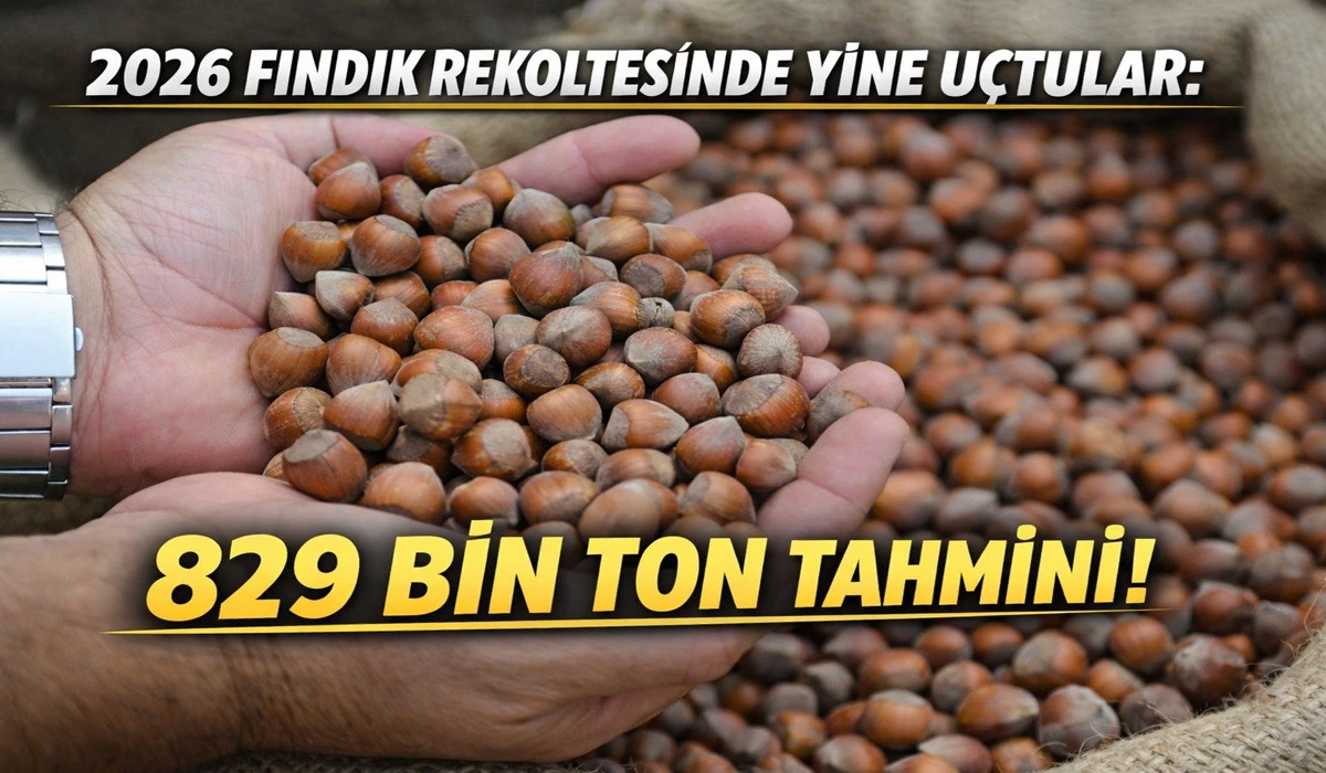 2026 Yılının Fındıktaki Rekolte Tahmini Yapıl