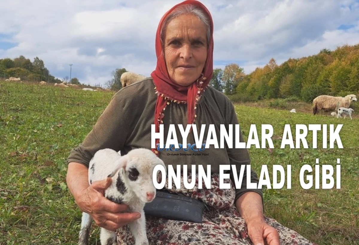 67 YAŞINDAKİ FATMA NİNE 50 YILDIR ÇOBANLIK YAPIYOR