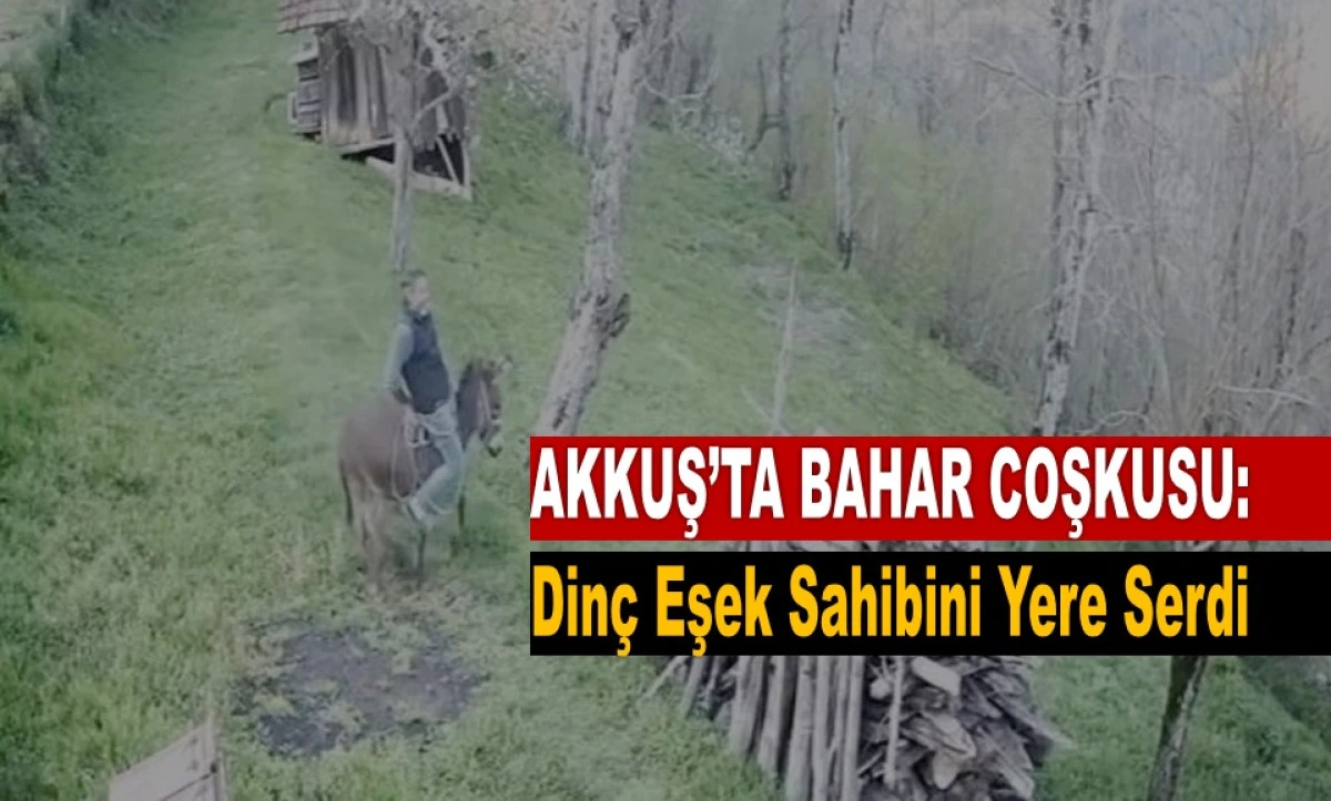 Akkuş&rsquo;ta Eşek Şahlandı, Sahibini S&uuml;r&uuml;kledi!
