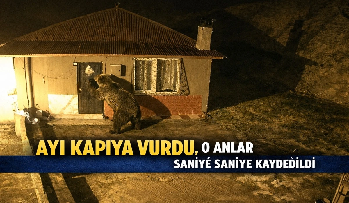Altınordu’da Gece Yarısı Şok: Ayı Kapıya Kadar Geldi