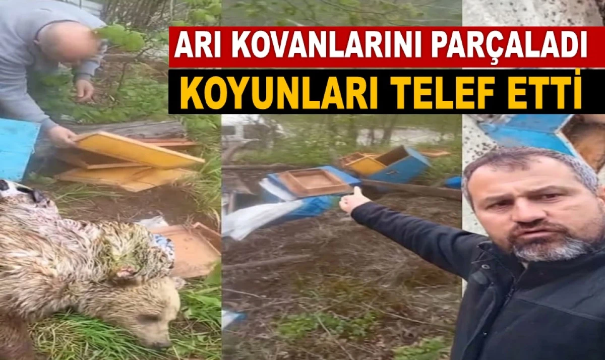 Altınordu&rsquo;da Korku Dolu Gece: Ayı Mahallelere İndi!