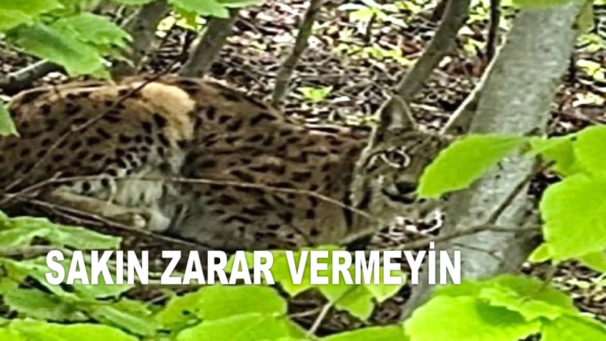 AYBASTI'DA NESLİ TÜKENMEKTE OLAN VAŞAK GÖRÜLDÜ