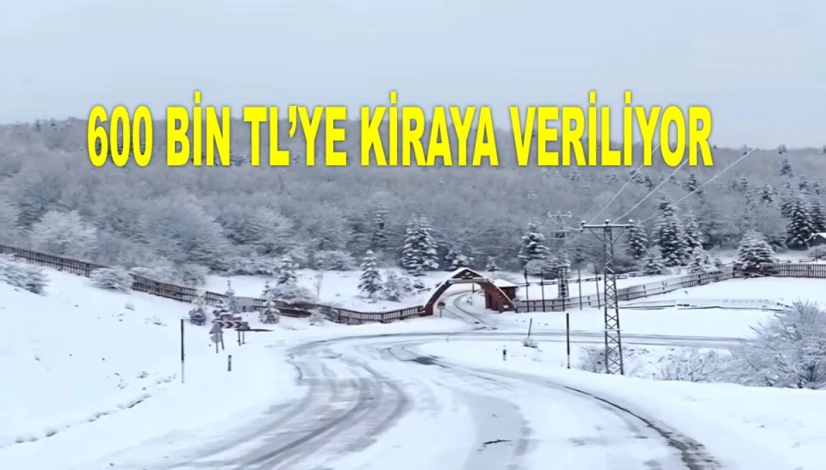 AYBASTI'DA ORMAN İHALEYLE KİRAYA VERİLİYOR