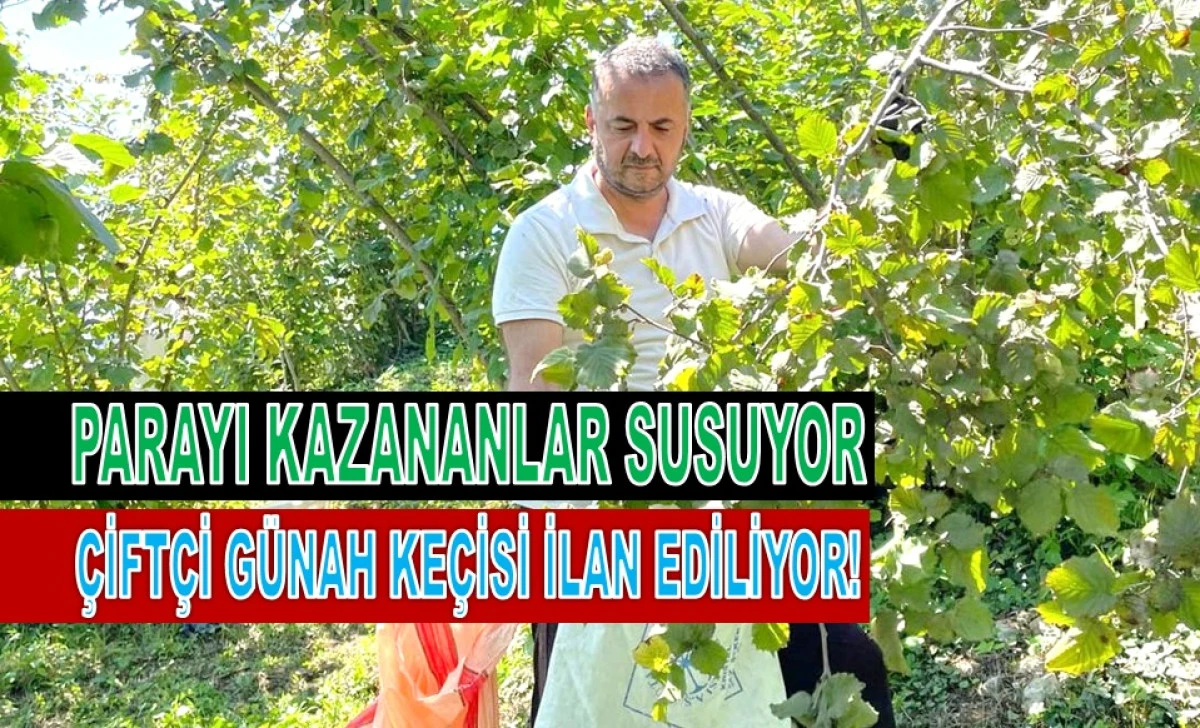 'AYDIN: FINDIK FİYATINDAKİ DÜŞÜŞÜN SORUMLUSU TMO