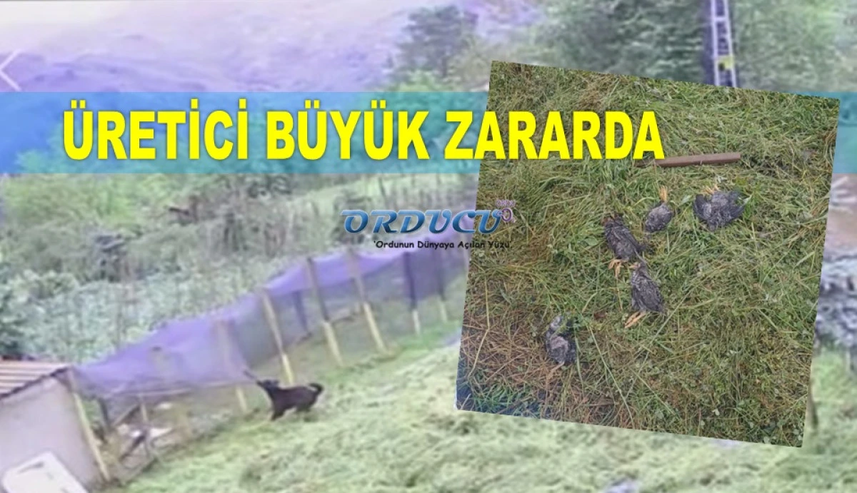 BAŞIBOŞ KÖPEKLER BU SEFER TAVUKLARI TELEF ETTİ
