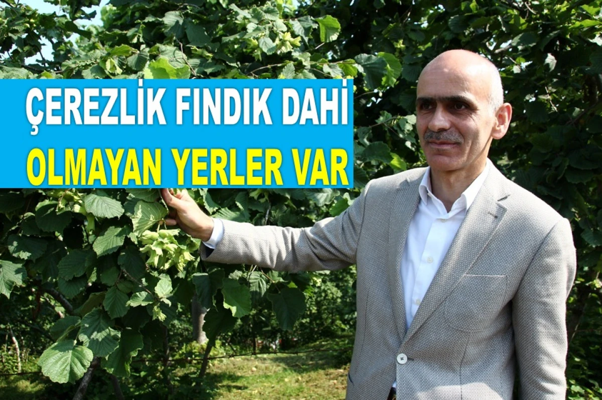 'BU YIL FINDIK REKOLTESİ 450 BİN TONU GEÇMEZ'