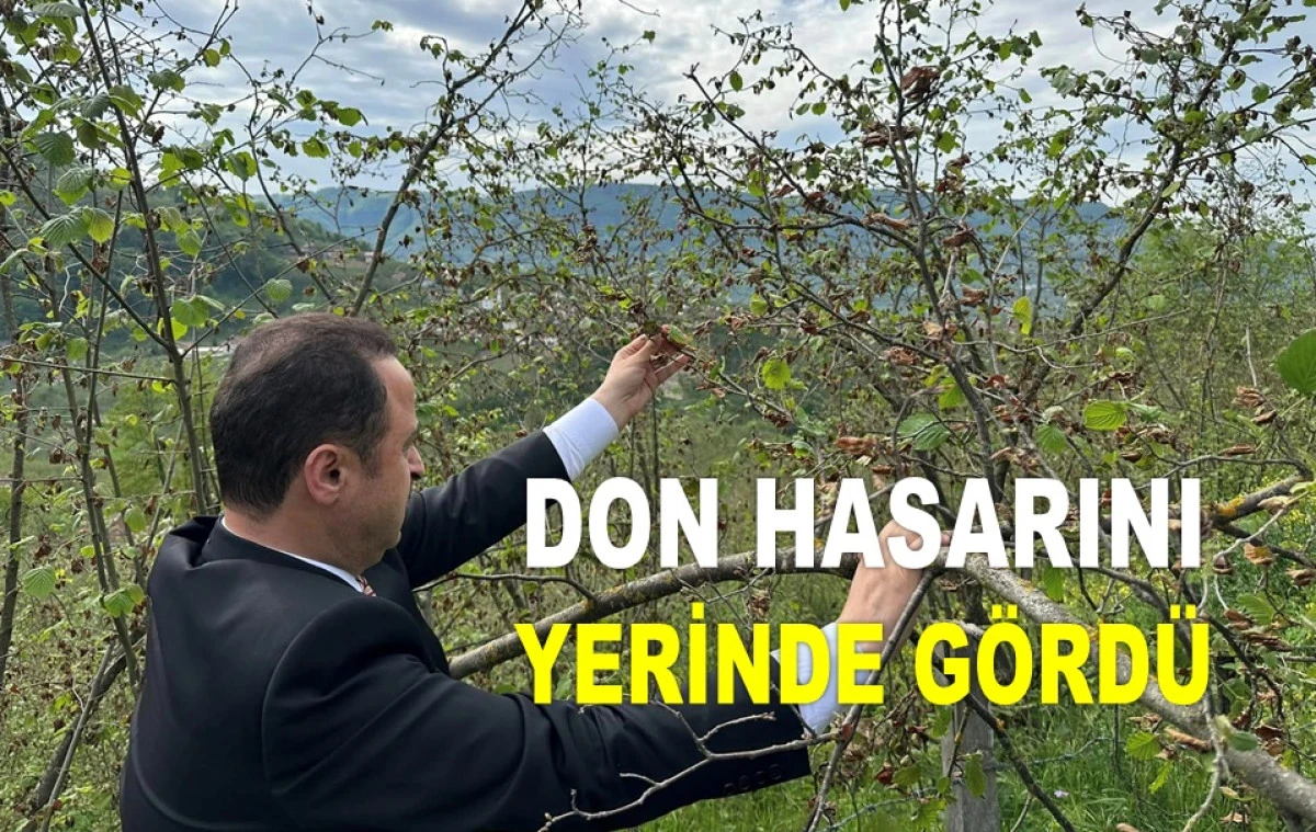 'BURADA FINDIK YÜZDE 95'İN ÜZERİNDE ZARAR GÖRMÜŞ'