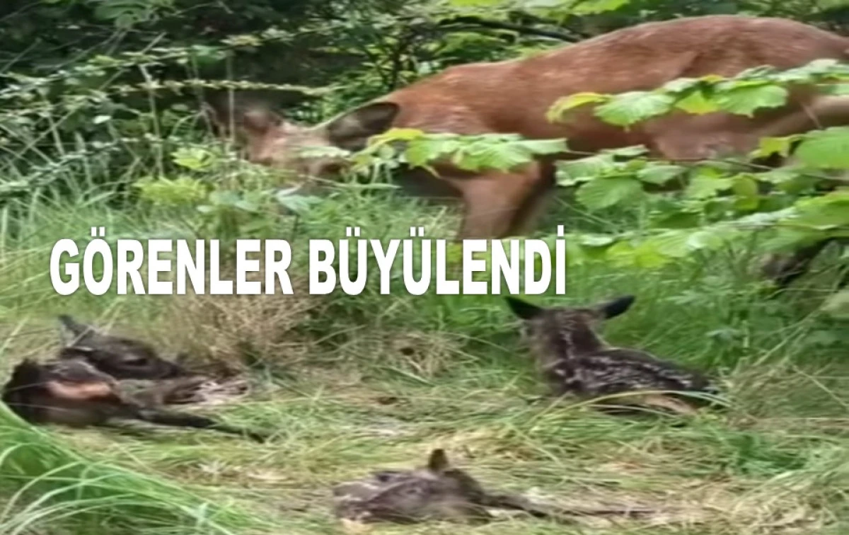 BÜYÜLEYEN KARE: ANNE KARACA VE ÜÇ YAVRUSU KAMERADA