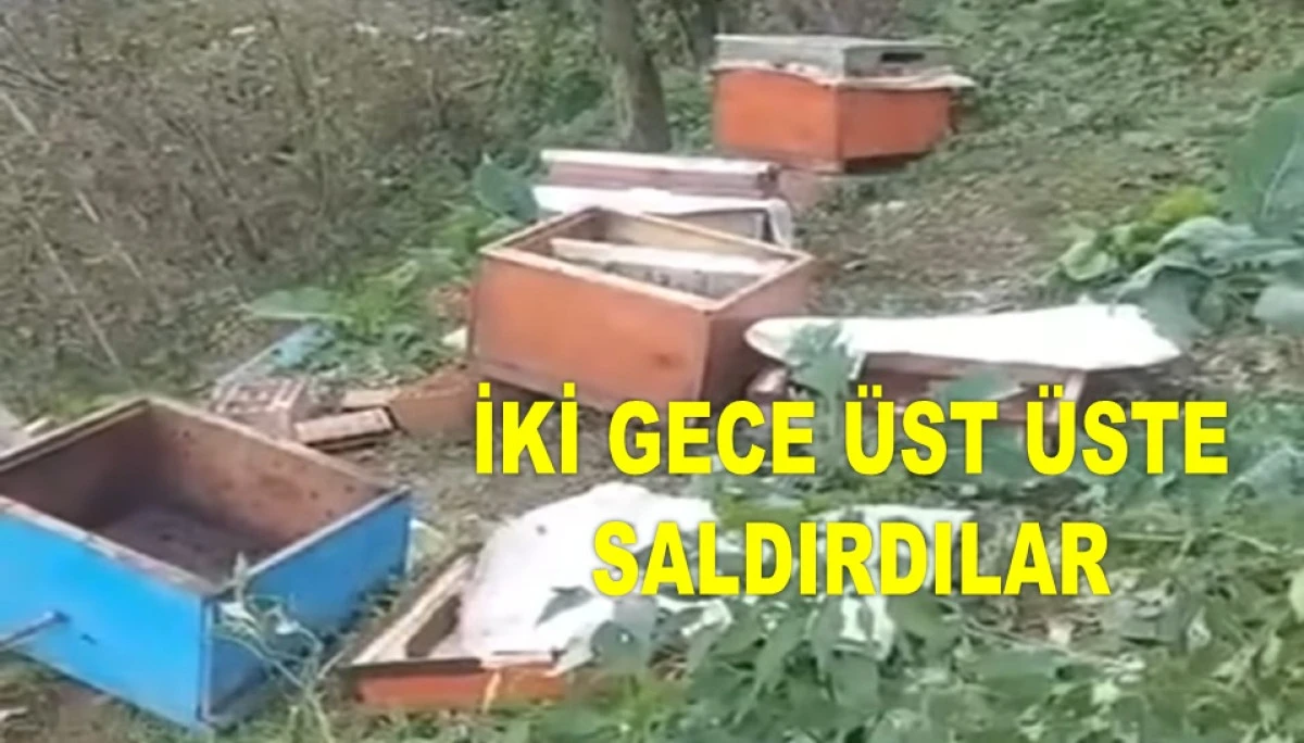 ÇAMAŞ'TA AYI, KOVANLARI TELEF EDİP BALLARI YEDİ
