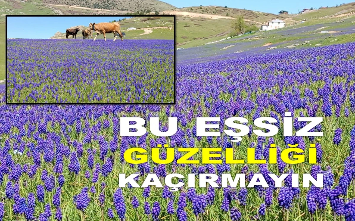ÇAMBAŞI'NDA DAĞ SÜMBÜLÜ GÖRENLERİ BÜYÜLÜYOR