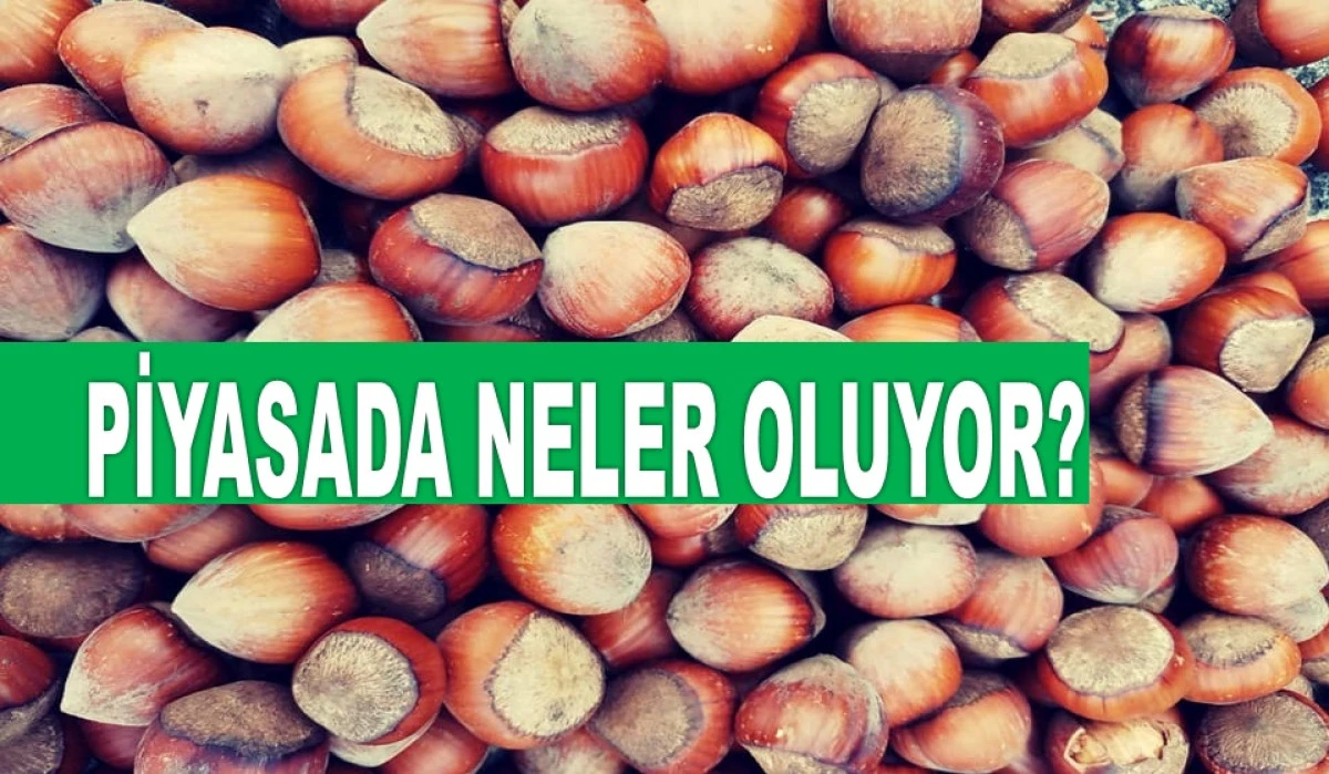 ÇARPICI İDDİA: FINDIK FİYATI 500 LİRA OLACAK