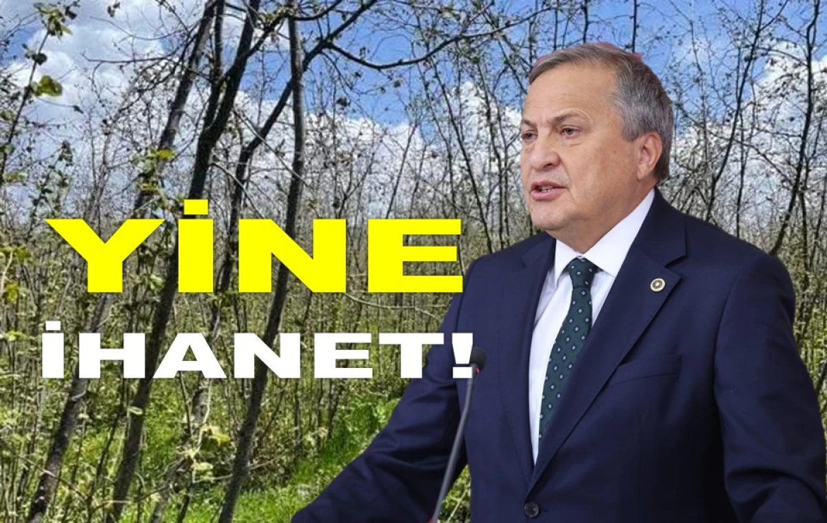 CHP'Lİ TORUN'DAN TMO'YA SERT FINDIK ELEŞTİRİSİ