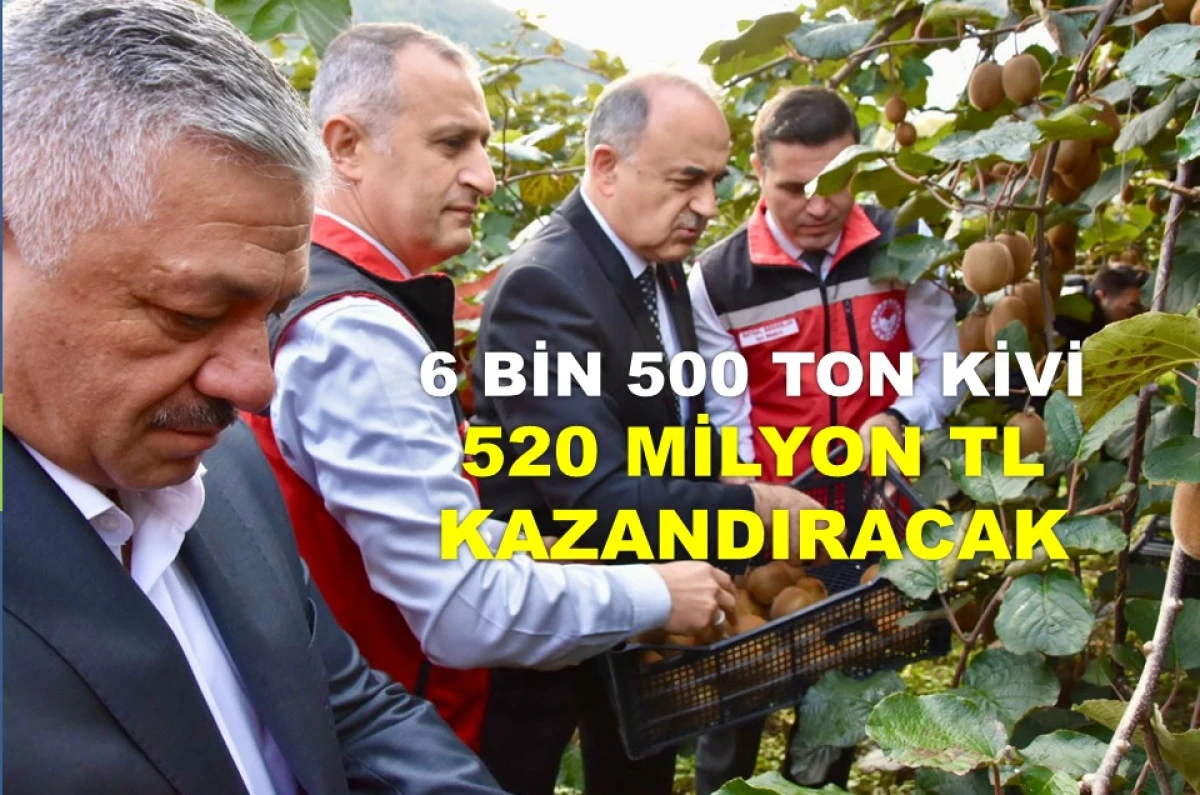 COĞRAFİ İŞARETLİ ORDU KİVİSİ'NİN HASADI BAŞLADI
