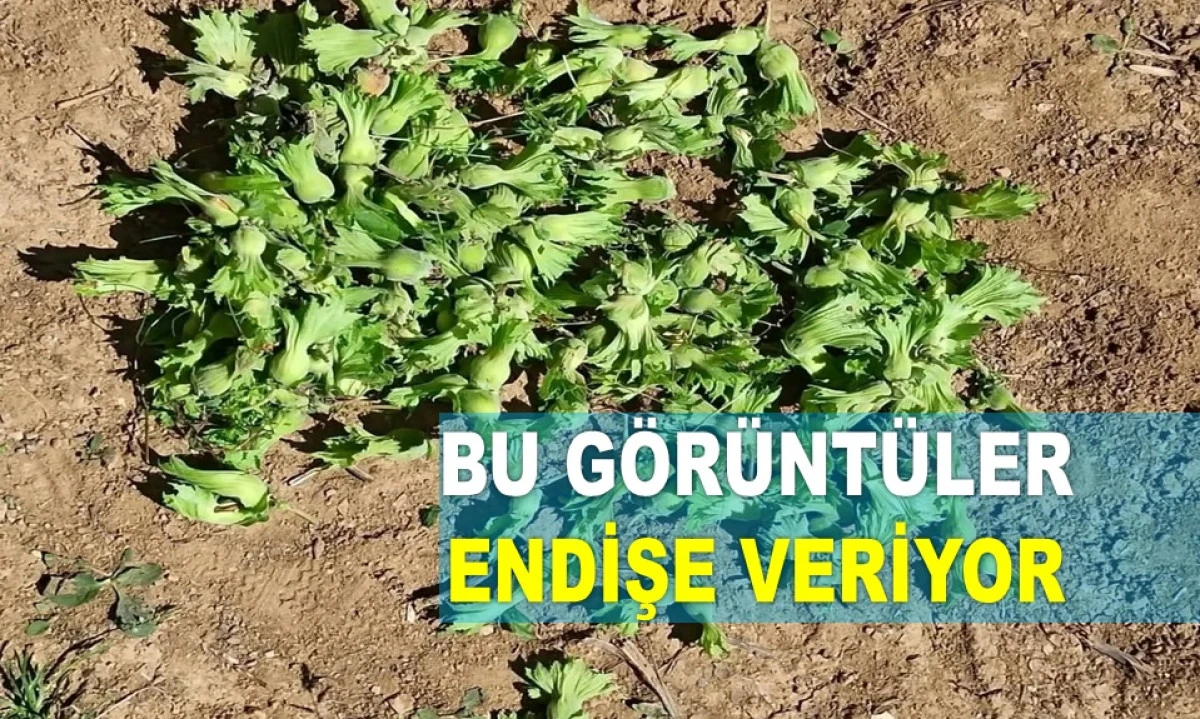 DALDA KALAN FINDIKLARDA DÖKÜLMEYE BAŞLADI
