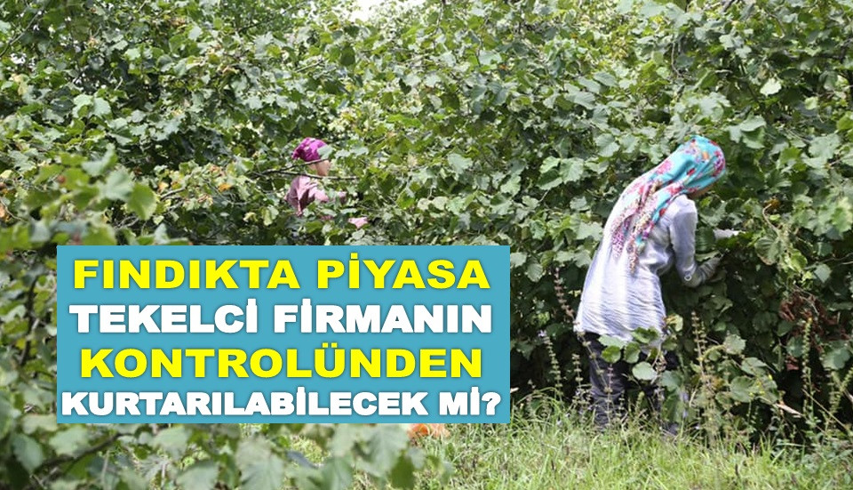 DÜŞÜK FINDIK FİYATI TARTIŞMALARA YOL AÇTI