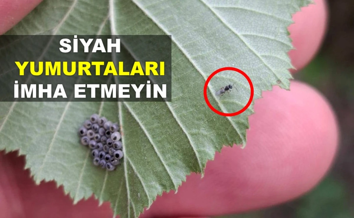 FATSA’DA KOKARCANIN DÜŞMANI SAMURAY ARISI İŞ BAŞINDA!