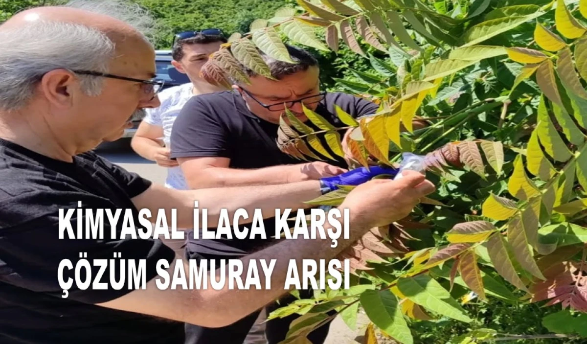 FATSA'DA KOKARCAYI YOK EDECEK MÜCADELE SÜRÜYOR