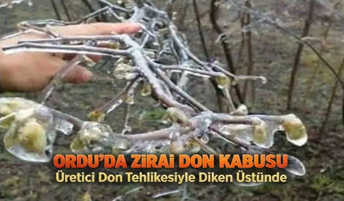 Fındık Bah&ccedil;eleri Kar Altında: 14 Nisan'a Kadar Risk Var
