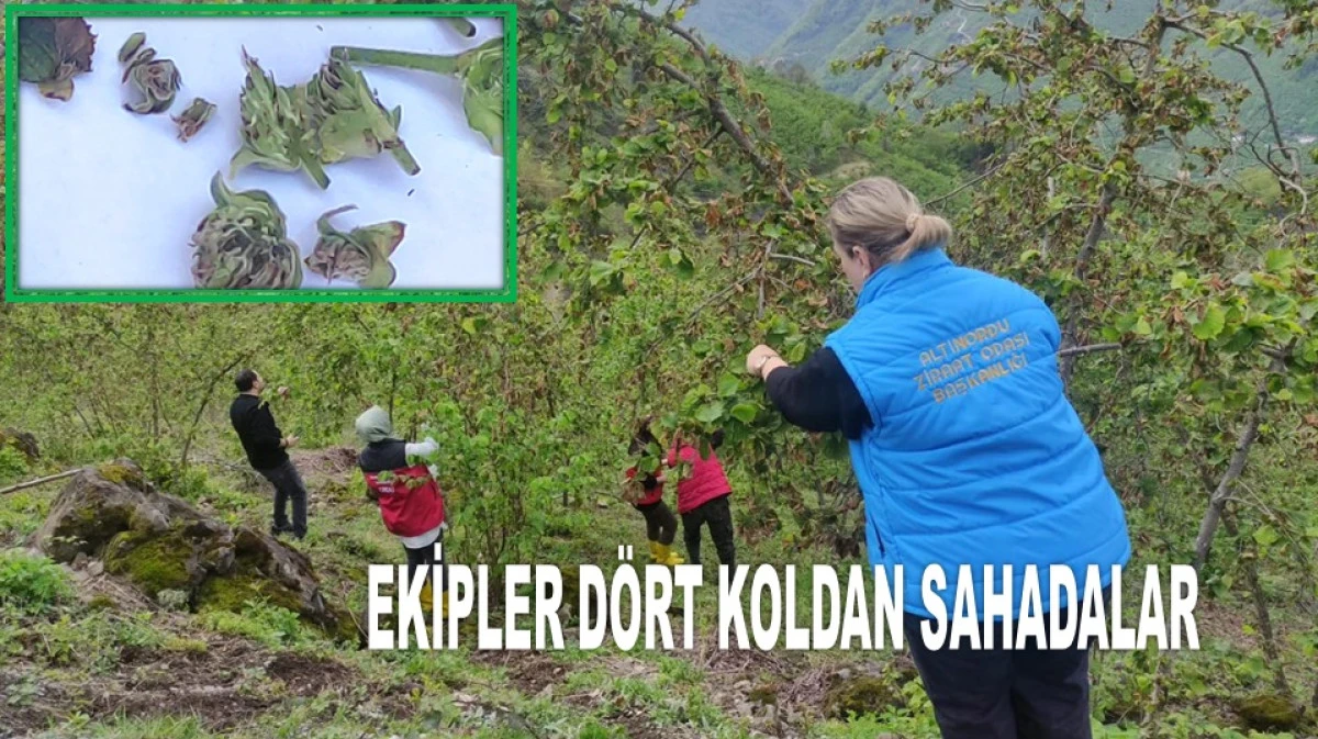 FINDIK BAHÇELERİNDE HASAR TESPİTİ YAPILIYOR