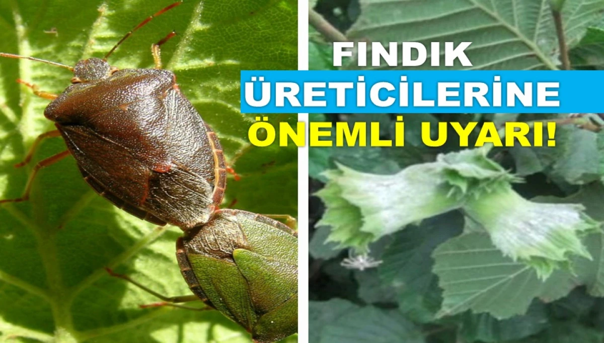 'FINDIK BAHÇELERİNİ EN AZ İKİ KEZ İLAÇLAYIN'