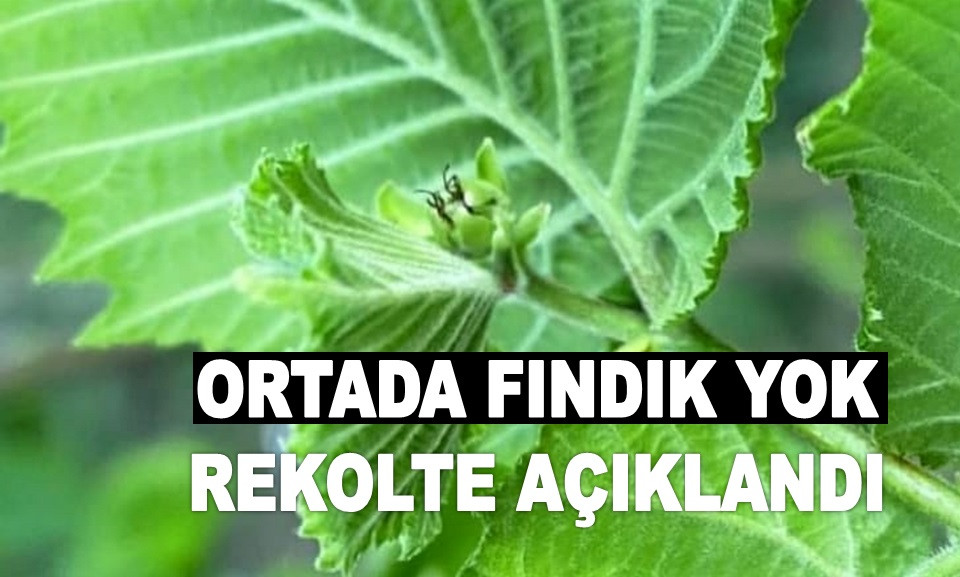 FINDIK FİYATINA DARBE VURMAK MI İSTENİYOR?