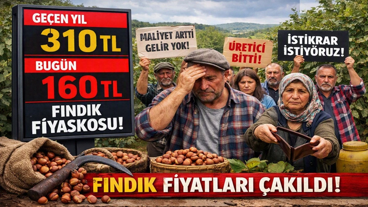 Fındık Fiyatında Şok D&uuml;ş&uuml;ş: 310 TL'den 160 TL'ye!