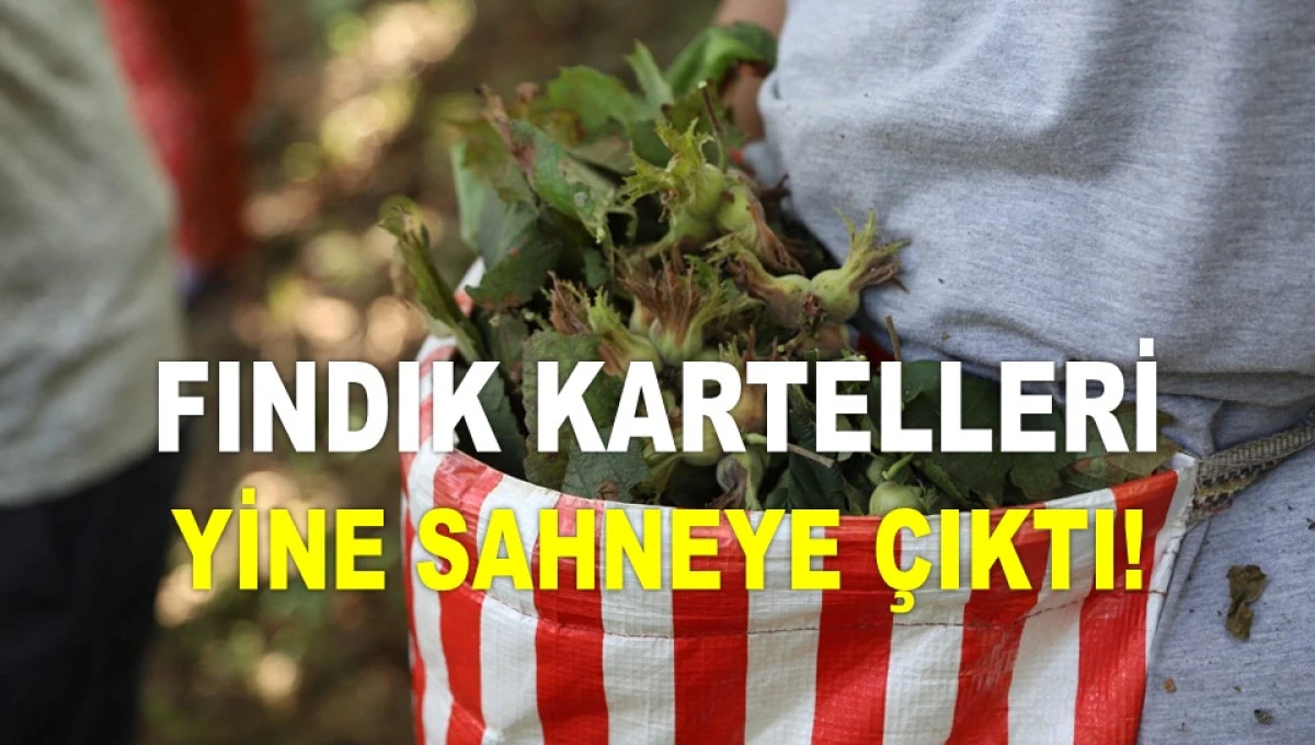 FINDIK FİYATINDA ŞOK DÜŞÜŞLER DURDURULAMIYOR