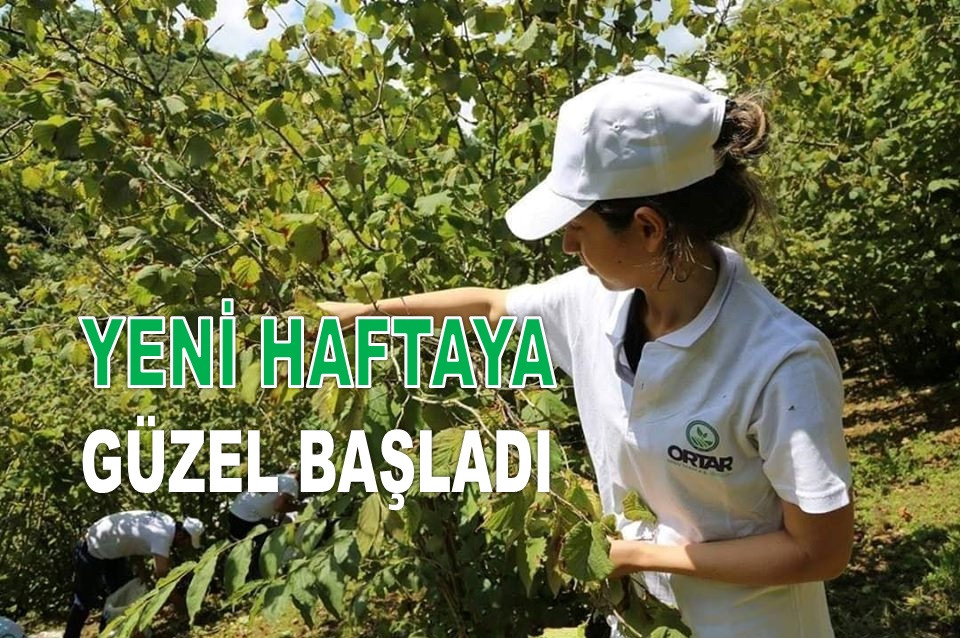 FINDIK FİYATINDA YENİ HAFTAYA HAREKETLİ BAŞLADI