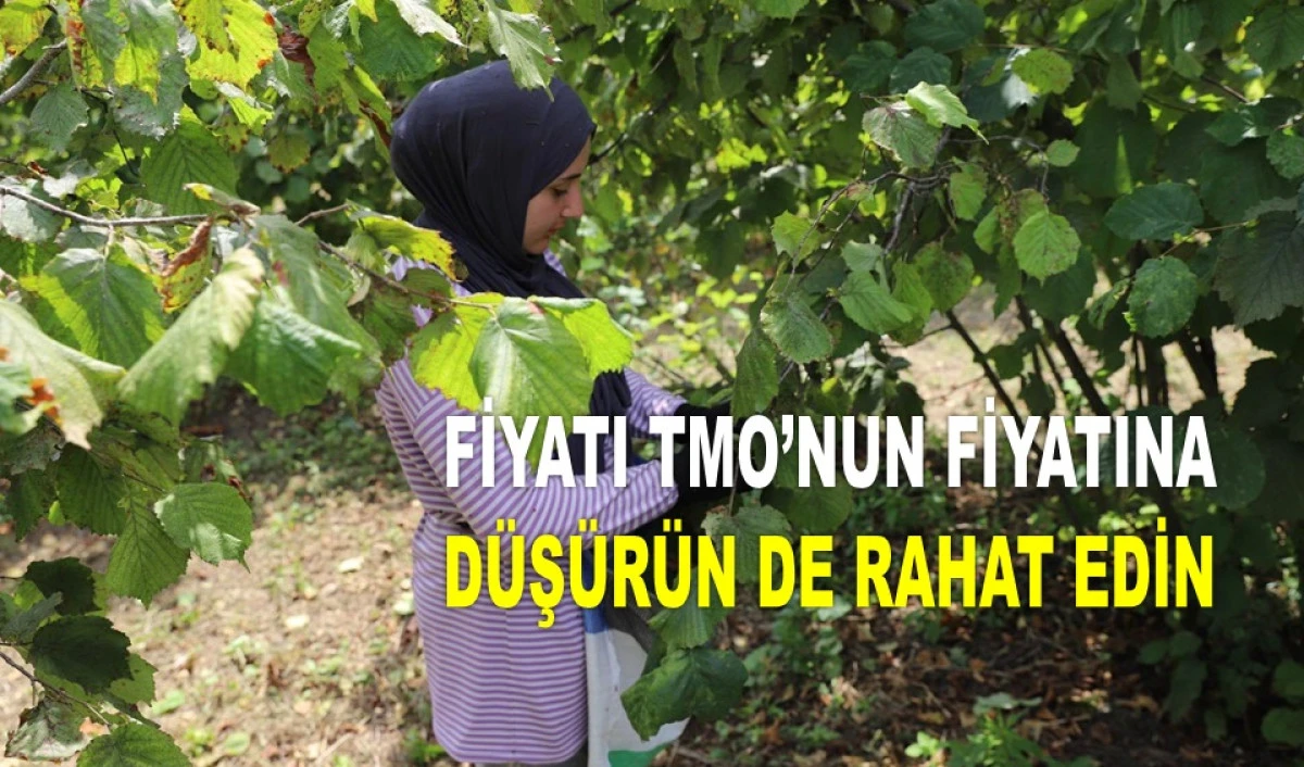 FINDIK FİYATINDAKİ DÜŞÜŞE ÜRETİCİ İSYAN ETTİ