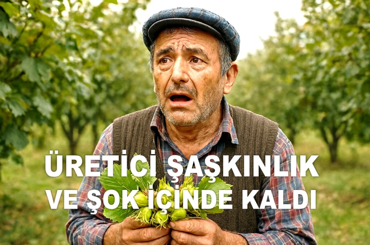 FINDIK FİYATINI HAFTA SONU DA DÜŞÜRÜYORLAR