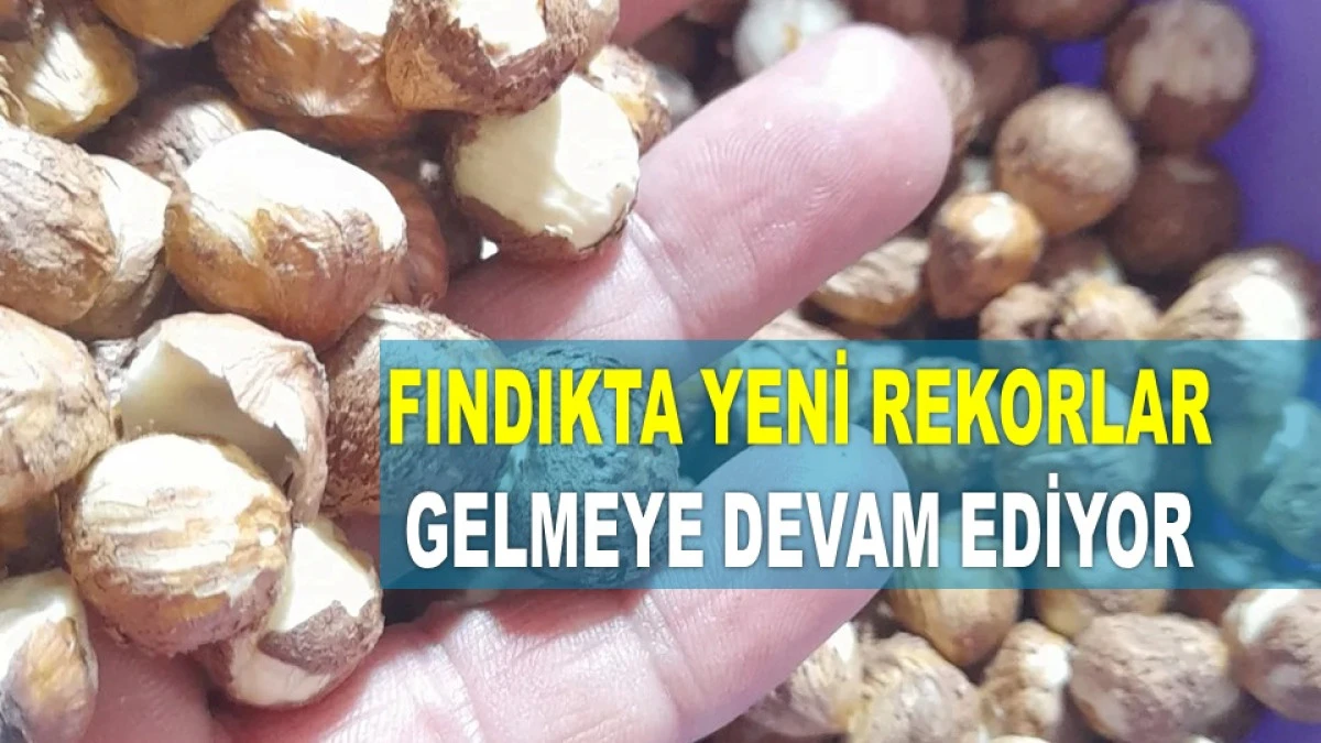 FINDIK İHRACATI 2 MİLYAR DOLARI GERİDE BIRAKTI