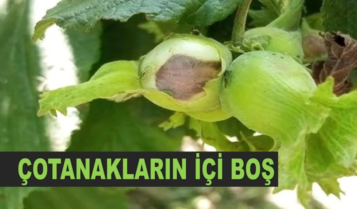 'FINDIK PATOZDAN ÇIKMADAN KİMSE PLAN YAPMASIN'