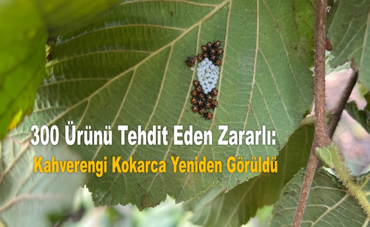 Fındık &Uuml;reticilerine Kritik Uyarı: M&uuml;cadelede Gevşemeyin!