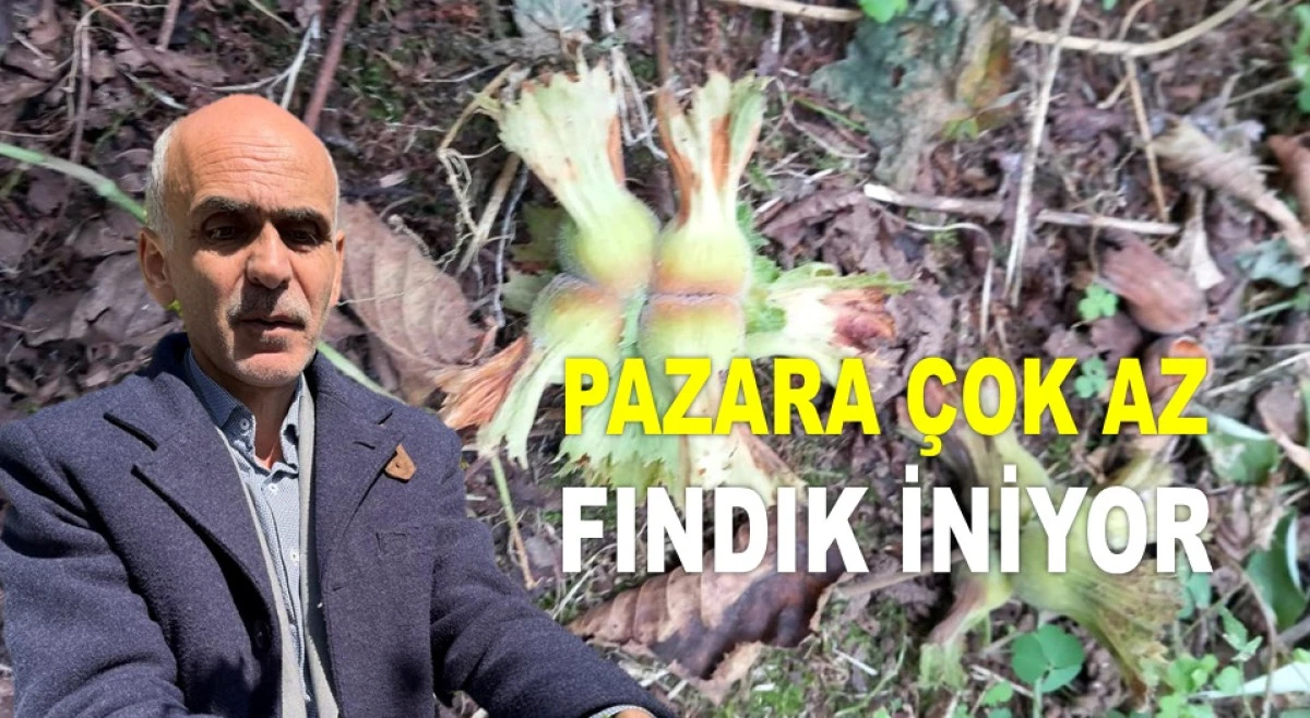 'FINDIKTA 300 LİRALIK PSİKOLOJİK EŞİK AŞILDI'