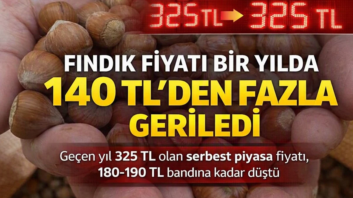 Fındıkta B&uuml;y&uuml;k Kayıp: &Uuml;reticinin Zararı Tonda 150 Bin TL!