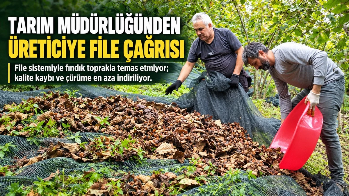 Fındıkta File Hem Kaliteyi Artırıyor, Hem Kazandırıyor