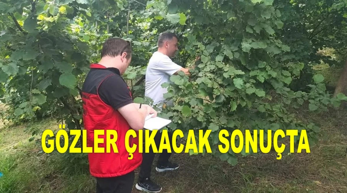 FINDIKTA GERÇEK REKOLTE TESPİT ÇALIŞMASI BAŞLADI