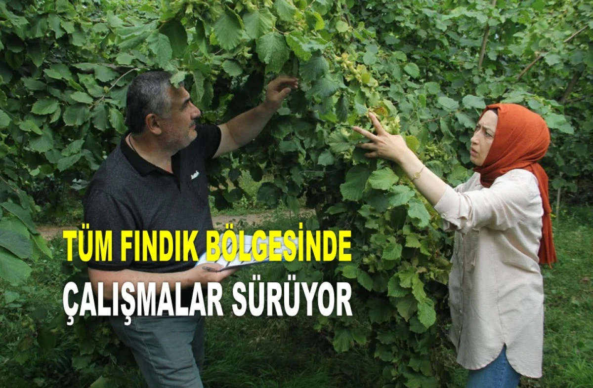 FINDIKTA REKOLTE TESPİTİ DÖRT KOLDAN SÜRÜYOR