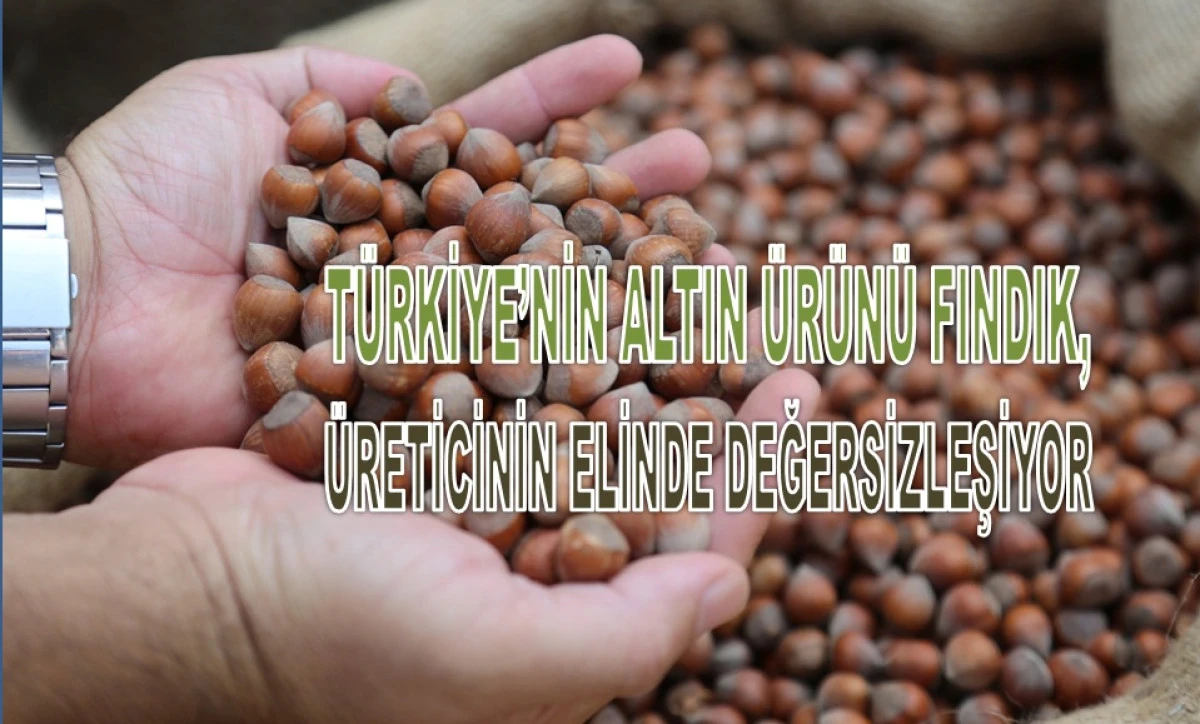 Fındıkta &Uuml;retici ve Market Arasında 8 Katlık U&ccedil;urum