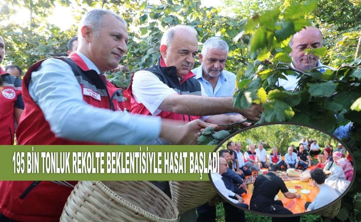 Fiyat Tartışmaları Arasında Fındık Hasadı Resmen Başladı
