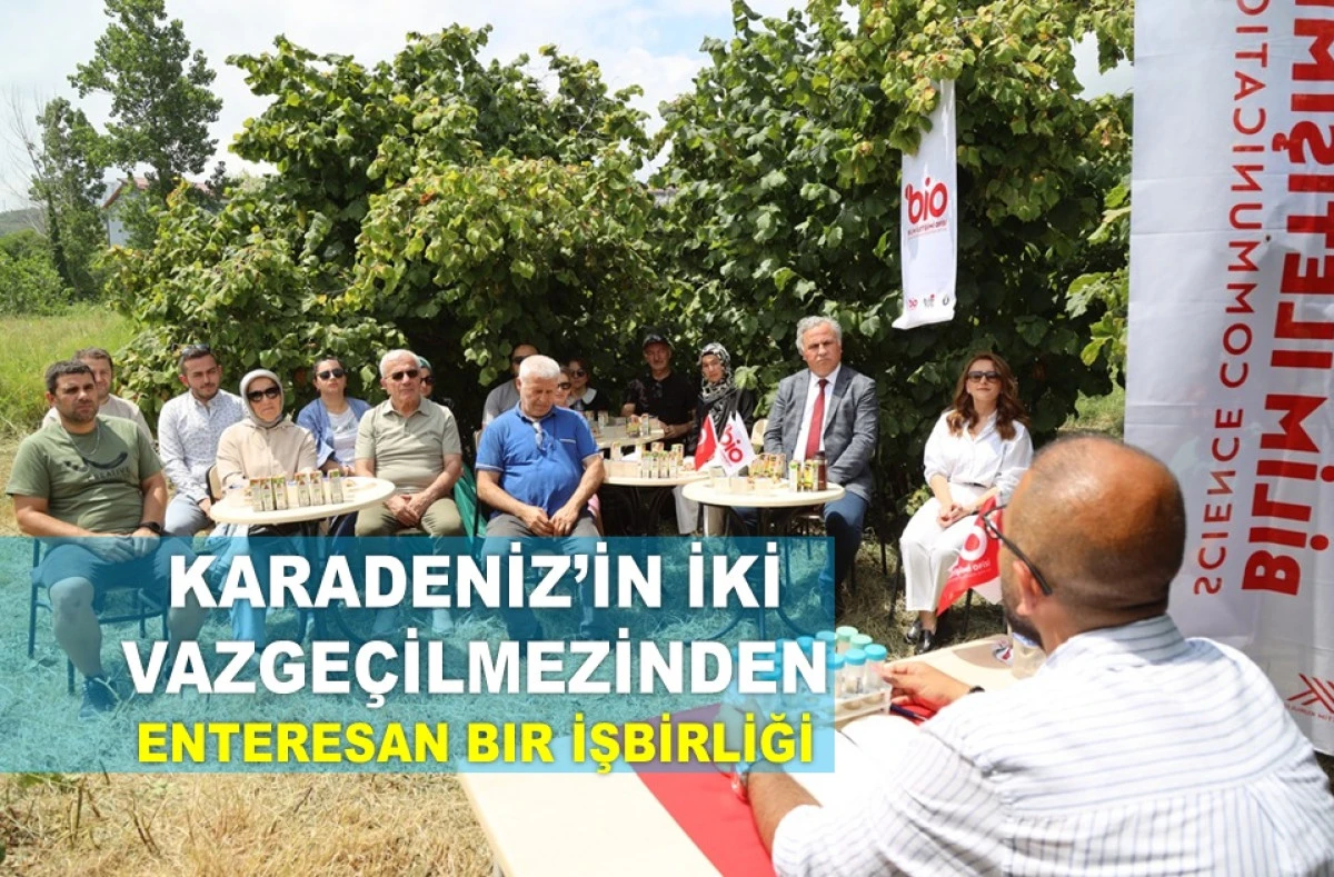 HAMSİ FINDIK BAHÇELERİNE UMUT MU OLUYOR? 
