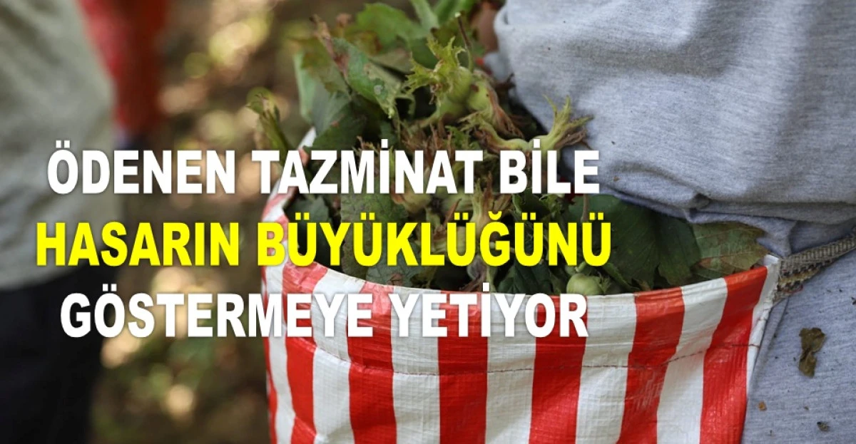 İŞTE ORDU'DA 1 HAZİRAN PAZAR FINDIK FİYATI