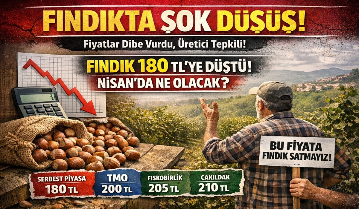 İşte Ordu'da 1 Nisan &Ccedil;arşamba Fındık Fiyatı!