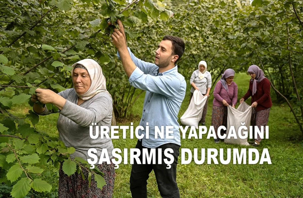 İŞTE ORDU'DA 1 TEMMUZ SALI FINDIK FİYATI!