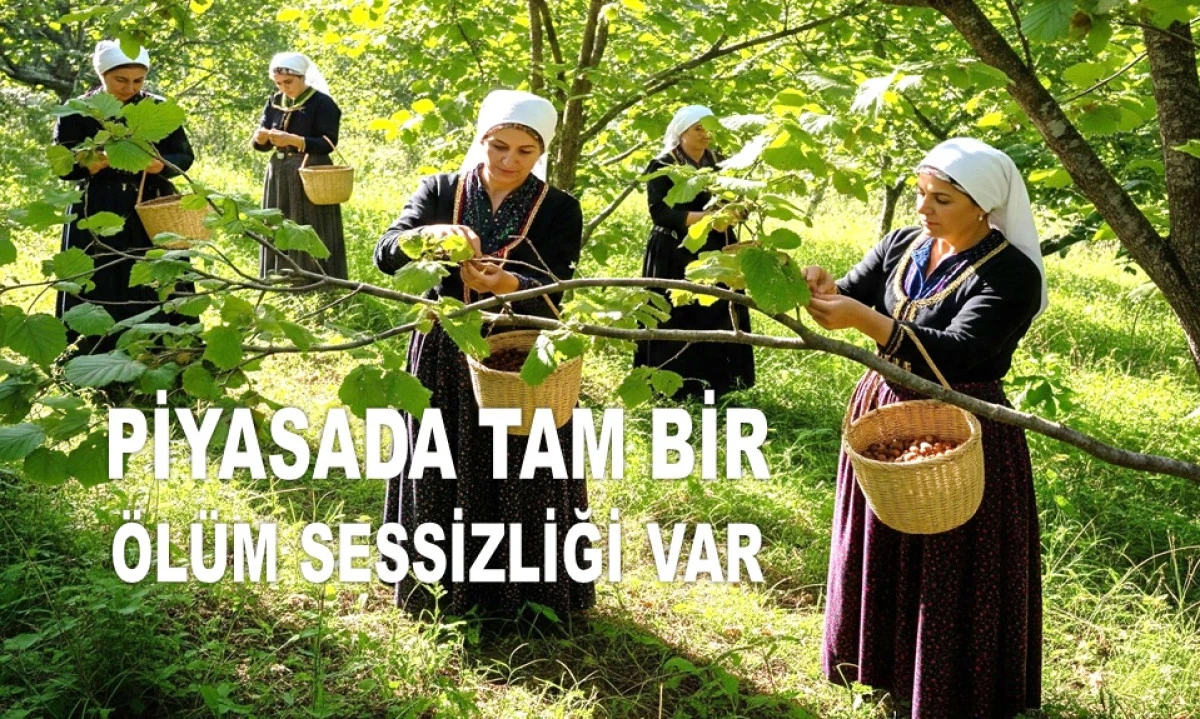 İŞTE ORDU'DA 10 TEMMUZ PERŞEMBE FINDIK FİYATI!