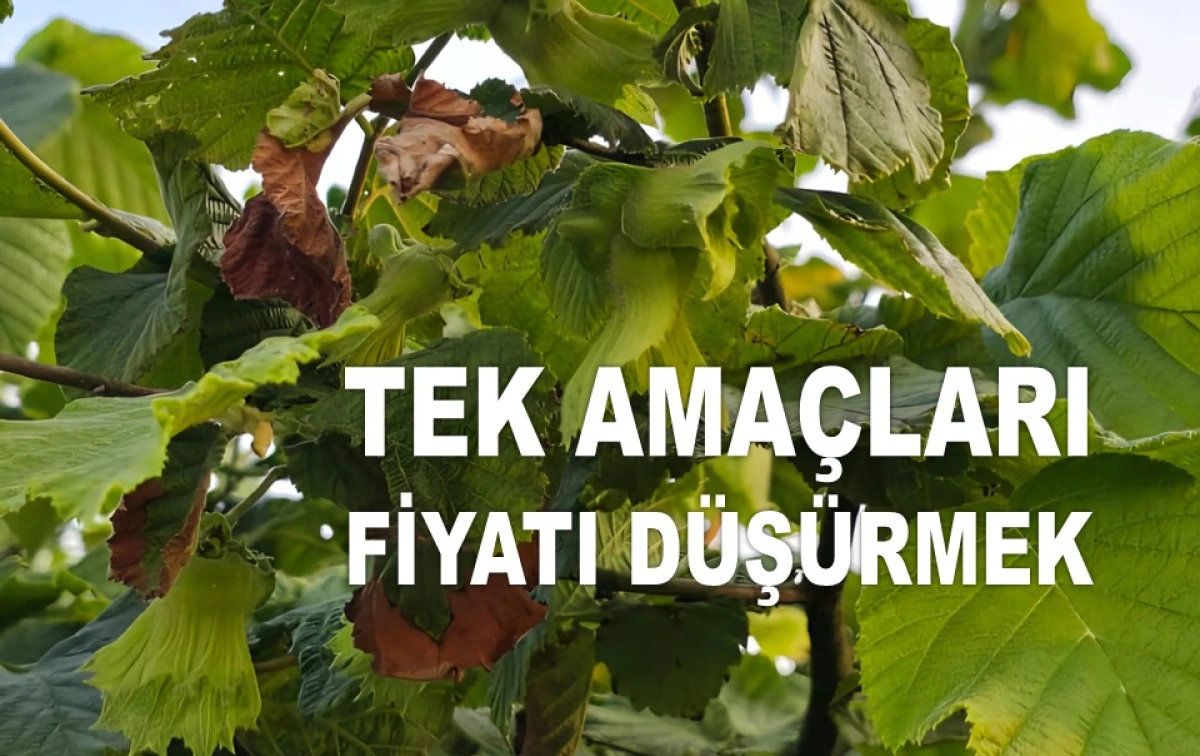 İŞTE ORDU'DA 11 HAZİRAN ÇARŞAMBA FINDIK FİYATI!