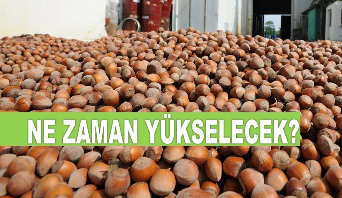 İŞTE ORDU'DA 11 KASIM SALI FINDIK FİYATI!